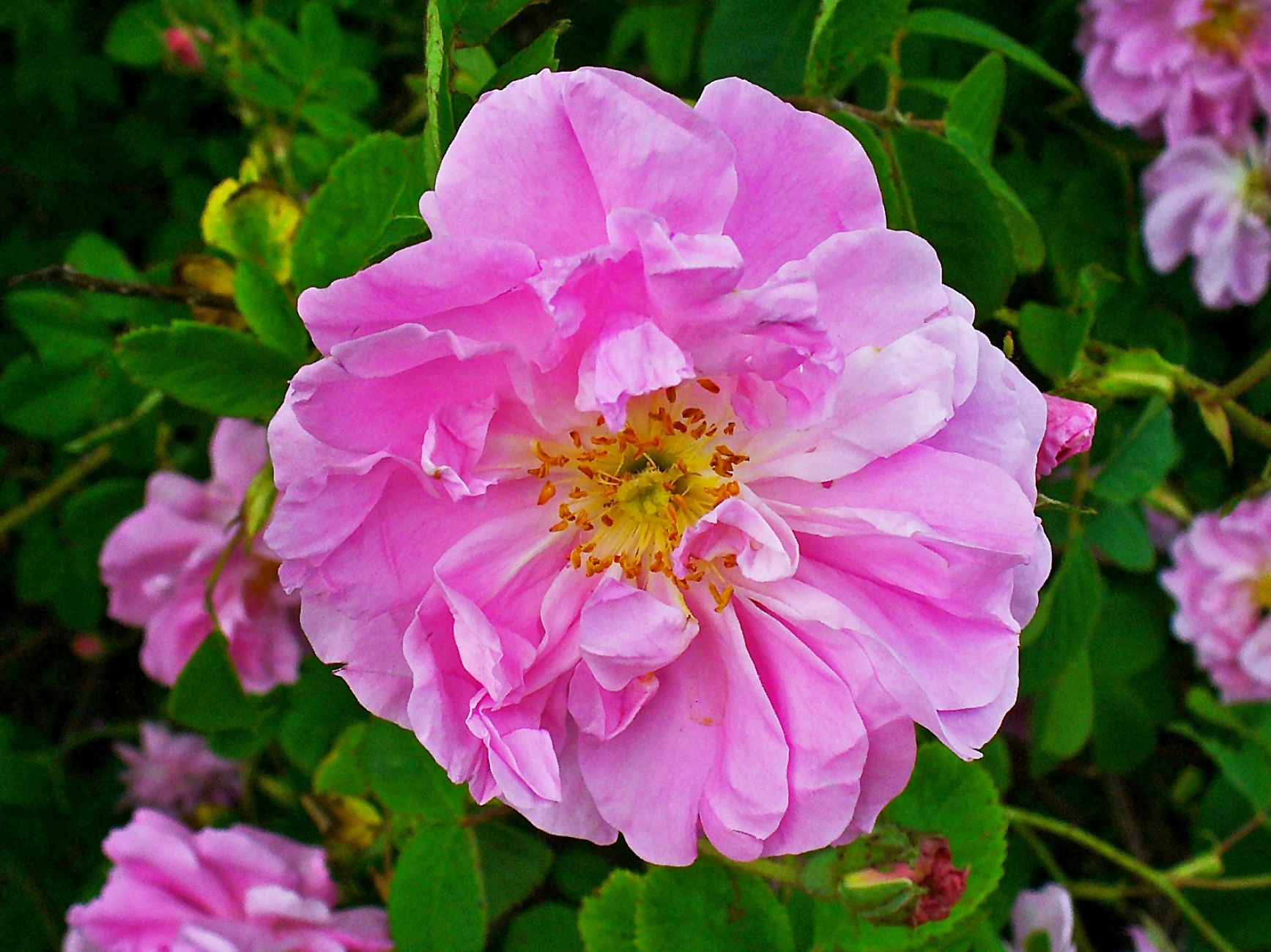 The Damask rose, Rosa damascena — the fragrant rose long associated with Damascus